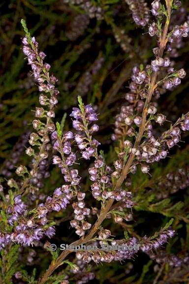 calluna vulgaris 3 graphic